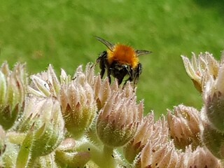 bee on a flower