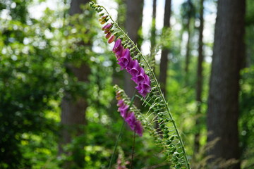 Foxglove, wildflowers, foxgloves in the forest, Wielka Sowa, Góry Sowie, Mountains, sony a6000, trekking, lower silesia, poland, june 2024, sudety, naparstnica, dzikie kwiaty, kwiaty,  © Paulina