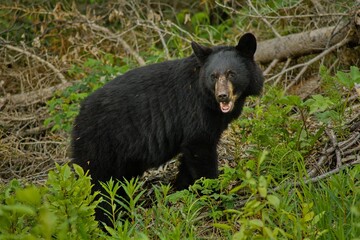 Black Bear hanging out in the forest