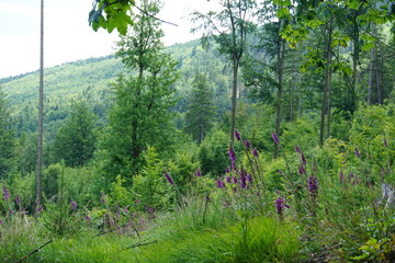 Foxglove, wildflowers, foxgloves in the forest, Wielka Sowa, Góry Sowie, Mountains, sony a6000, trekking, lower silesia, poland, june 2024, sudety, naparstnica, dzikie kwiaty, kwiaty,  © Paulina