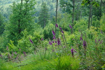 Foxglove, wildflowers, foxgloves in the forest, Wielka Sowa, Góry Sowie, Mountains, sony a6000, trekking, lower silesia, poland, june 2024, sudety, naparstnica, dzikie kwiaty, kwiaty, 