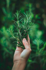 Hand Holding Fresh Rosemary Plant in Garden