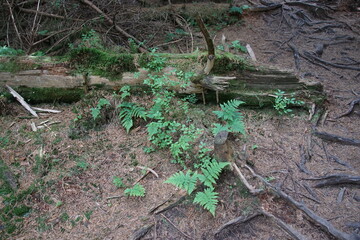 Fern, Polish forest, tree branches, Tree roots, Poland, village, Fields, Góry Sowie, Mountains,...