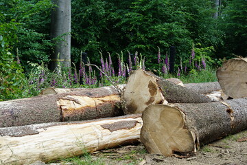 Cut trees, forest clearing, Polish forest, tree branches, Tree roots, Poland, village, Fields,...