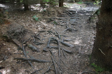 Tree roots, Poland, village, Fields, Góry Sowie, Mountains, bielawa, pieszyce, trekking, lower...