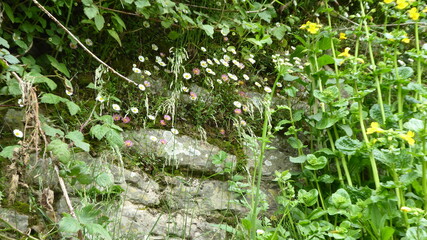 Flowers in the garden