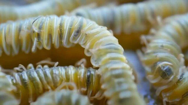 Close-Up of Silkworms on Silk Cocoon
