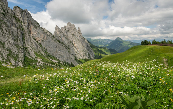 View on a beautiful alpine meadow with white wild flowers in the background, Gastlosen mountain rock formations in the background. Beautiful summer view in the Swiss Alps. Wonderful hiking and travel.