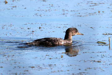 Juvenile Hooded mergansers on marsh on beautiful sunny summer 