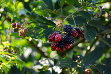 ブラックベリーの実