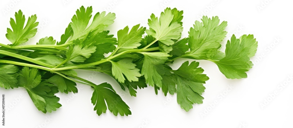Poster parsley leaves displayed on a white background with a designated copy space image.