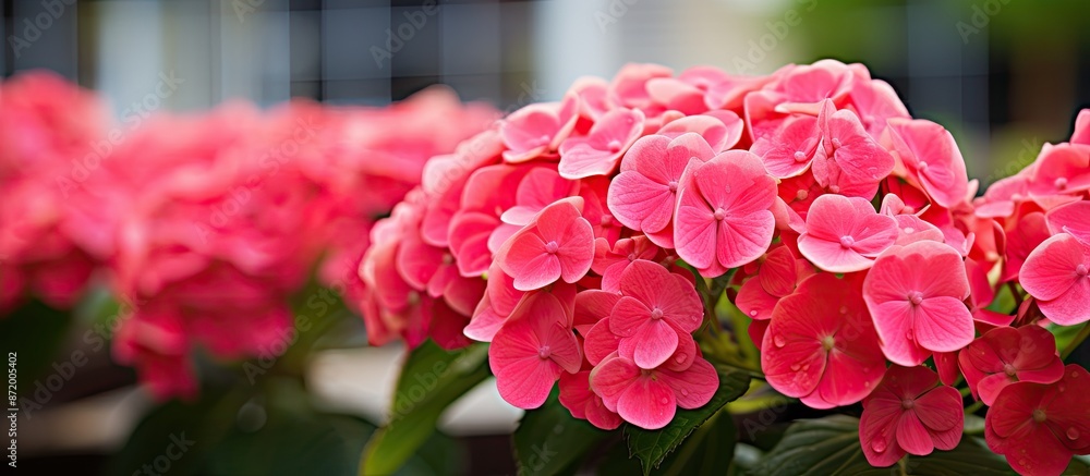 Aufkleber a photo of vibrant coral hydrangea macrophylla with a blurred background, providing ample room for t