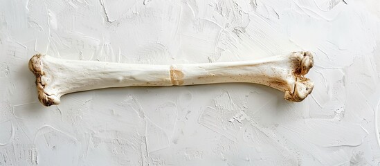 A bone placed on a white backdrop with ample copy space image available.