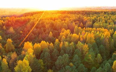 Autumn landscape in forest, backgound, texture. Forest in golden colors in autumn. Forest top view. Yellow leaves of trees and pines in a wild forest, aerial view. Fir trees in orange background. .