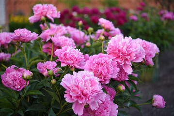 Large red peony flowers in the summer garden. Paeonia officinalis.