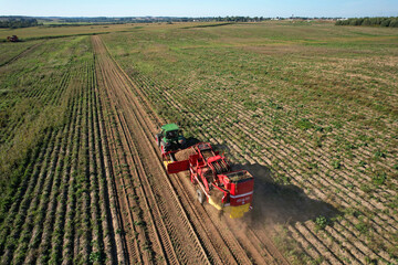Harvesting potatoes on Farm field, aerial view. Potato Harvester on seasonal harvesting of potatoes...