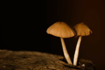 mushroom in the woods