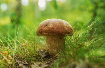 Boletus Edulis Porcini. Edible mushroom that grows in forest. White Mushroom Fungal Mycelium in wildlife. Edible Big Boletus mushrooms at woodland. Fungal Mycelium and Bolete mushrooms in mushrooming.