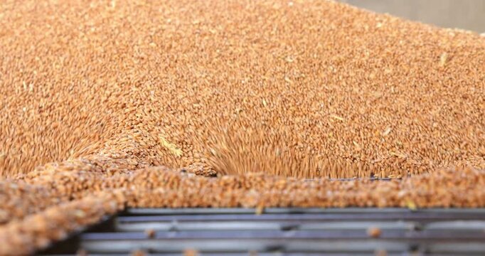 Loading wheat grains in a silo after harvest, close up