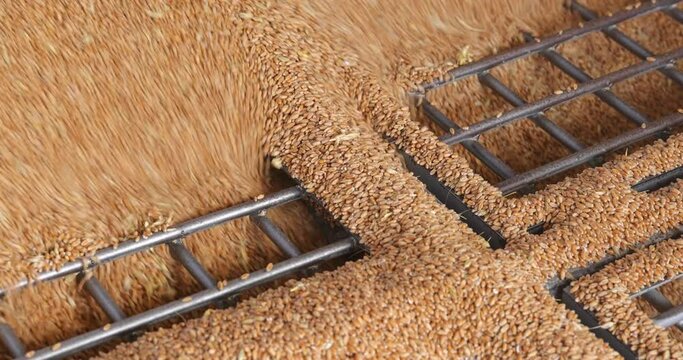 Loading wheat grains in a silo after harvest, close up