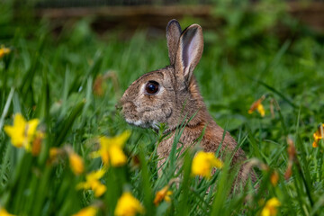 A Wild Rabbits Garden