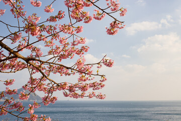 海辺に咲く河津桜