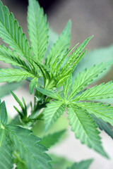 Cannabis first leaves close up modern high quality print medical marihuana super lemon haze family cannabaceae big size instant download stock photography