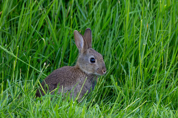 A Wild Rabbits Garden