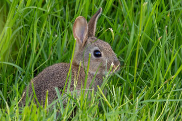 A Wild Rabbits Garden