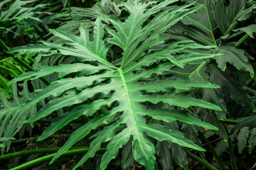 Philodendron Bipinnatifidum tropical leaves in the forest close-up