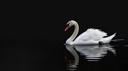 A single white swan swims gracefully across a dark, still water surface