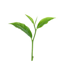 green tea leaf isolated on transparent png