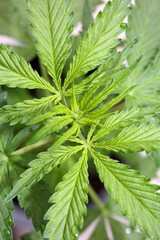 Cannabis first leaves close up modern high quality print medical marihuana super lemon haze family cannabaceae big size instant download stock photography