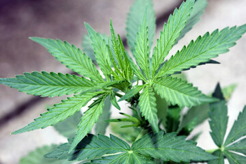 Cannabis first leaves close up modern high quality print medical marihuana super lemon haze family cannabaceae big size instant download stock photography