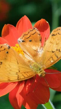 Vertical video. Close-up of beautiful Vindula dejone (Malay cruiser) butterfly collecting nectar on a vibrant red flower by lush green foliage in a tropical park