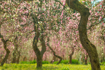 春の日差しを受ける満開のしだれ梅
