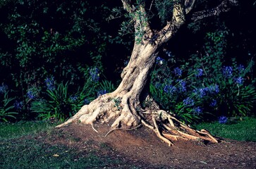 Tree trunk, very gnarled roots visible, in the background, out of focus, blue vegetation and flowers.