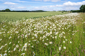 Oxeye daisies growing on a field margin around a wheat crop growing near the Cotswold village of...
