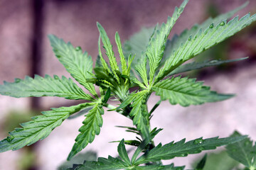 Cannabis first leaves close up modern high quality print medical marihuana super lemon haze family cannabaceae big size instant download stock photography