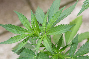 Cannabis first leaves close up modern high quality print medical marihuana super lemon haze family cannabaceae big size instant download stock photography