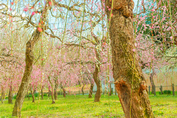 春の日差しを受ける満開のしだれ梅