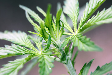 Cannabis first leaves close up modern high quality print medical marihuana super lemon haze family cannabaceae big size instant download stock photography