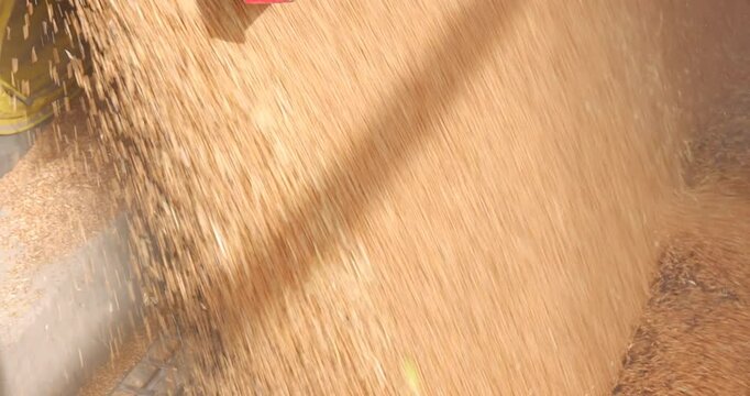 Unloading wheat from the tractor trailer in a silo after harvest, close up - slow motion