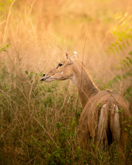 The nilgai is the largest antelope of Asia, and is ubiquitous across the northern Indian subcontinent. It is the sole member of the genus Boselaphus