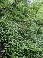 Obraz premium Wild Garlic 