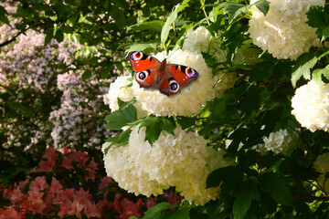 Schmetterling 1154 © K.-U. Häßler