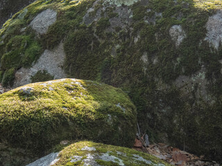 Moss covered stone in California