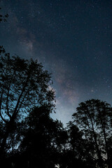 Milky Way over trees and fireflies in jungle, Bihar India