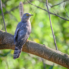 The common hawk-cuckoo, brainfever bird on branch in india