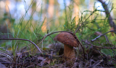 Boletus Edulis Porcini. Edible mushroom that grows in forest. White Mushroom Fungal Mycelium in wildlife. Edible Big Boletus mushrooms at woodland. Fungal Mycelium and Bolete mushrooms in mushrooming.